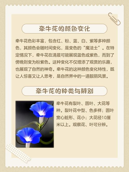 牵牛花有什么作用？牵牛花有什么药用？-第2张图片-优品飞百科