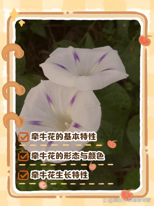 牵牛花有什么作用？牵牛花有什么药用？-第3张图片-优品飞百科