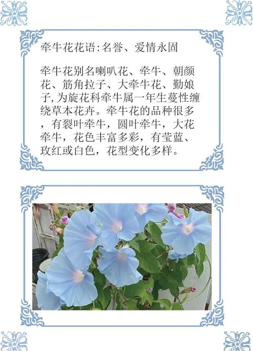 牵牛花有什么作用？牵牛花有什么药用？-第4张图片-优品飞百科