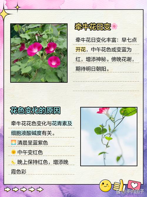 牵牛花有什么作用？牵牛花有什么药用？-第5张图片-优品飞百科