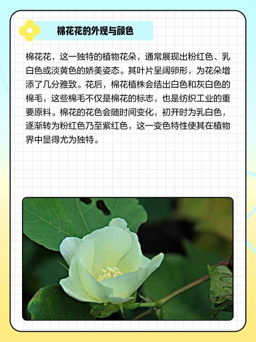 棉花的花语是什么，棉花有什么花语-第2张图片-优品飞百科