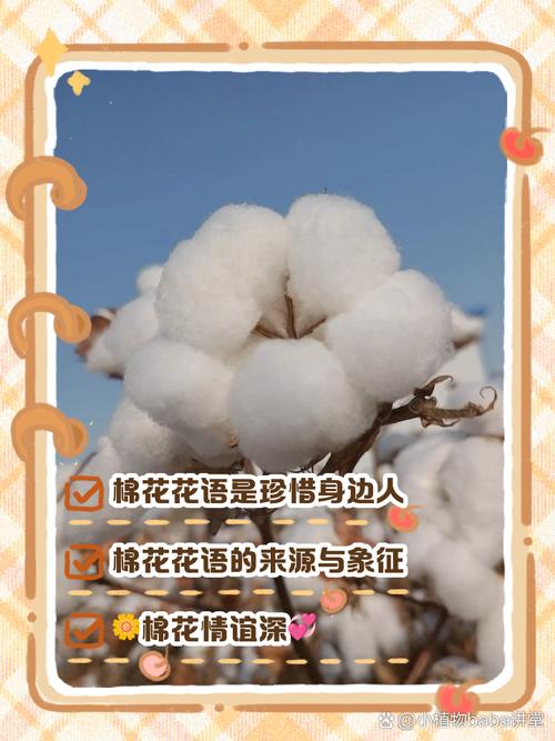 棉花的花语是什么，棉花有什么花语-第4张图片-优品飞百科