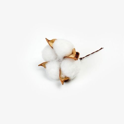 棉花的花语是什么，棉花有什么花语-第5张图片-优品飞百科