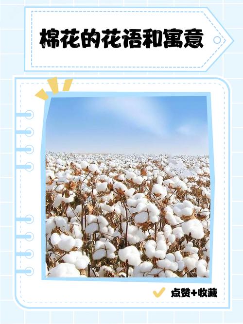 棉花的花语是什么，棉花有什么花语-第6张图片-优品飞百科