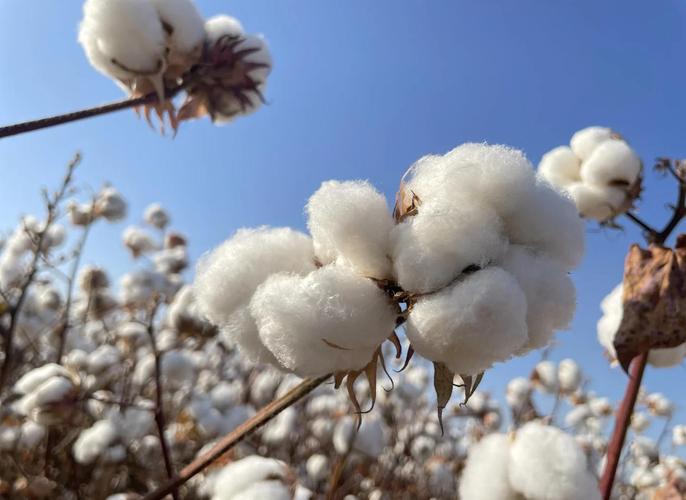 棉花的花语是什么，棉花有什么花语-第7张图片-优品飞百科