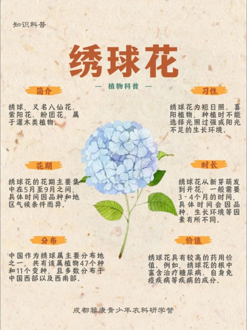 绣球花的花语和寓意，绣球花的花语和寓意有哪些？-第1张图片-优品飞百科