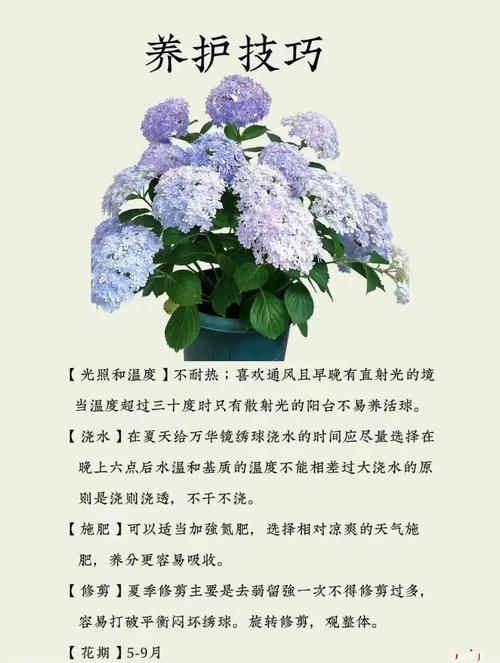 绣球花的花语和寓意，绣球花的花语和寓意有哪些？-第2张图片-优品飞百科