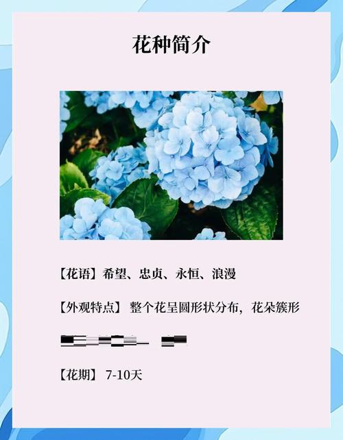 绣球花的花语和寓意，绣球花的花语和寓意有哪些？-第3张图片-优品飞百科