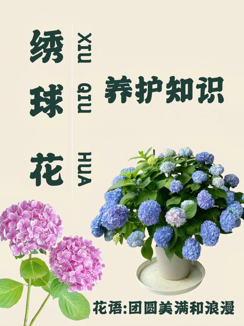 绣球花的花语和寓意，绣球花的花语和寓意有哪些？-第4张图片-优品飞百科