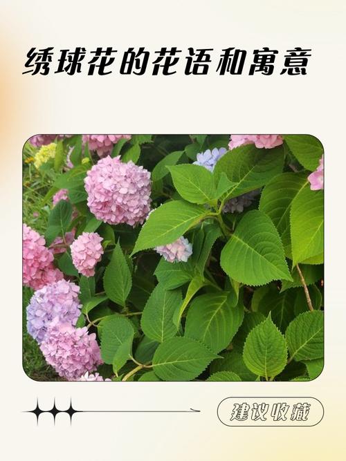 绣球花的花语和寓意，绣球花的花语和寓意有哪些？-第7张图片-优品飞百科