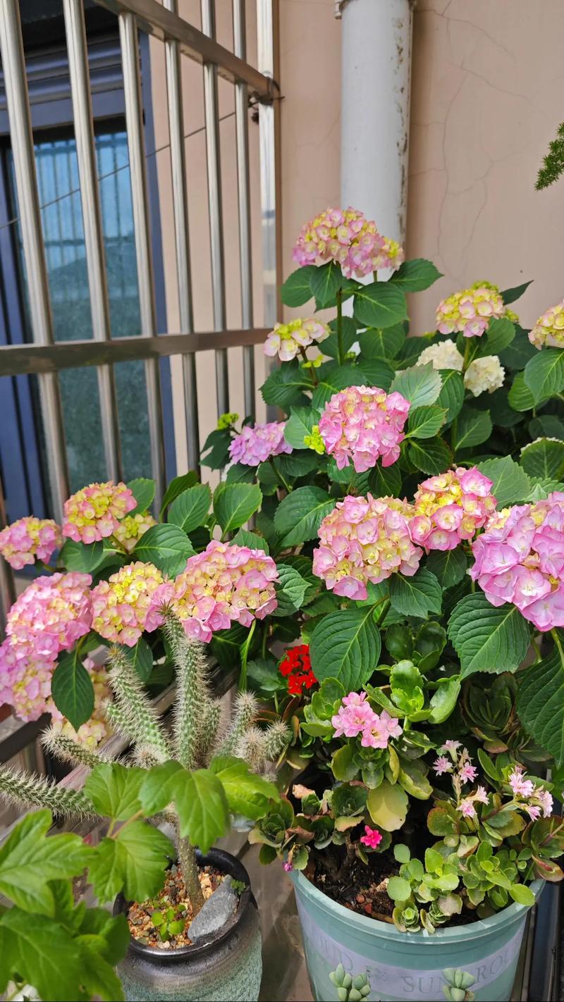 绣球花的花语和寓意，绣球花的花语和寓意有哪些？-第8张图片-优品飞百科