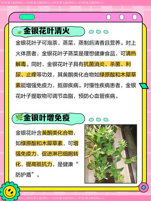 金银花叶子的功效与作用，叶子可以泡水喝吗，金银花叶子煮水的功效与作用点-第2张图片-优品飞百科