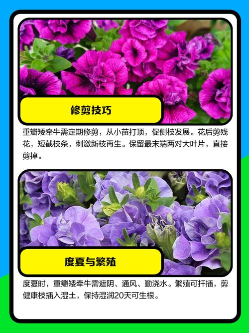 矮牵牛花的养殖方法和注意事项，矮牵牛花的养殖方法和注意事项视频-第1张图片-优品飞百科