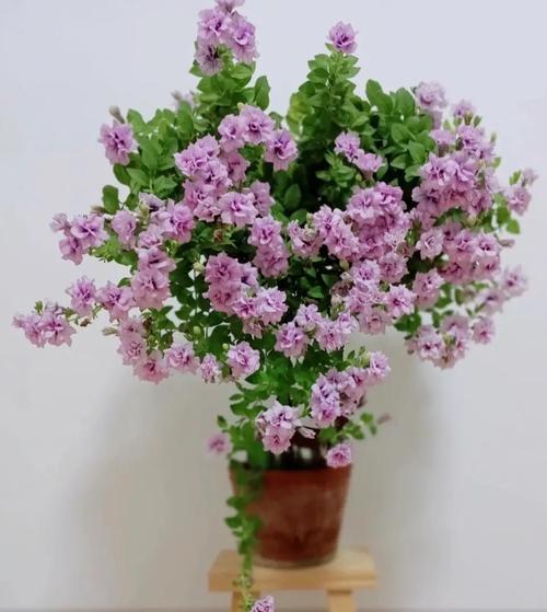 矮牵牛花的养殖方法和注意事项，矮牵牛花的养殖方法和注意事项视频-第2张图片-优品飞百科