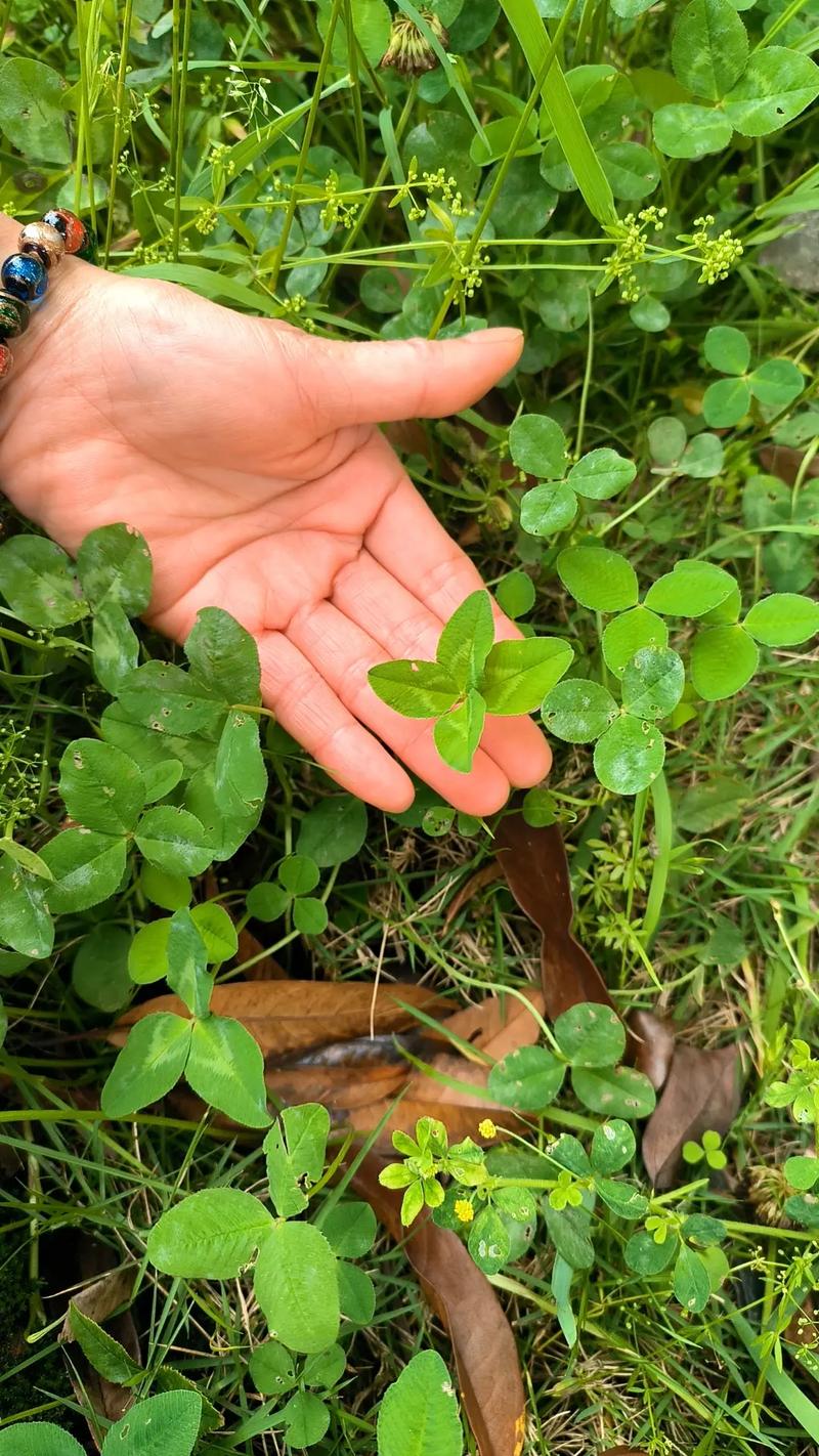 酢浆草是否四叶草，醋酱草和四叶草的区别？酢浆草有四片叶子的吗？