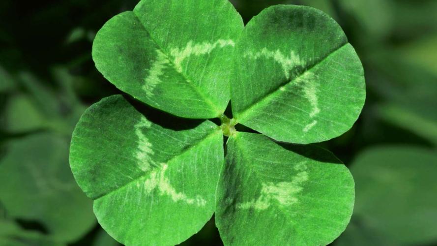 酢浆草是否四叶草，醋酱草和四叶草的区别？酢浆草有四片叶子的吗？-第3张图片-优品飞百科