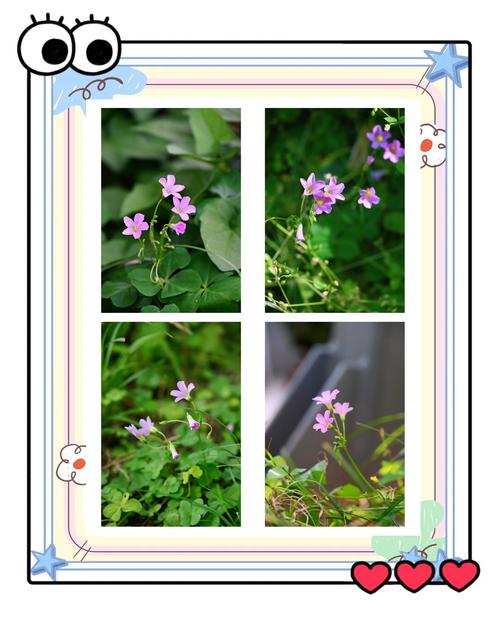 酢浆草是否四叶草，醋酱草和四叶草的区别？酢浆草有四片叶子的吗？-第4张图片-优品飞百科