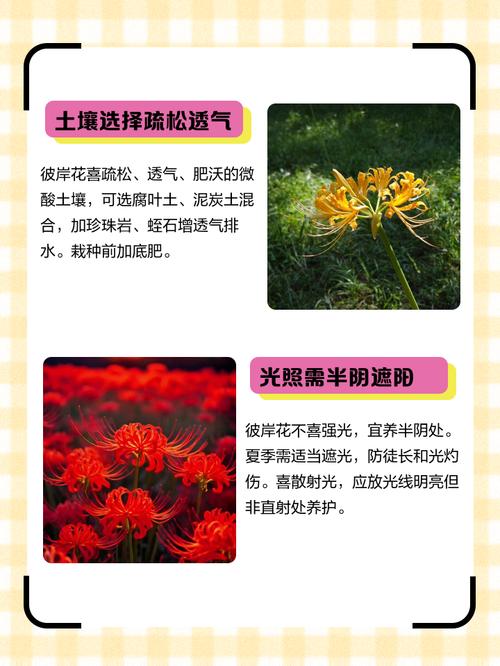 彼岸花喜酸吗，彼岸花养殖方法？彼岸花喜欢什么肥料？-第1张图片-优品飞百科