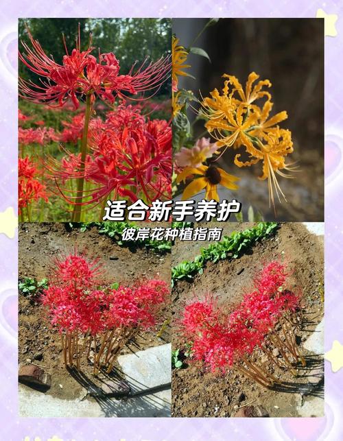 彼岸花喜酸吗，彼岸花养殖方法？彼岸花喜欢什么肥料？-第2张图片-优品飞百科