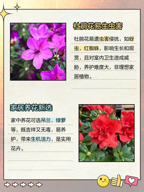 家里为什么不放杜鹃花？家里为什么不放杜鹃花呢？