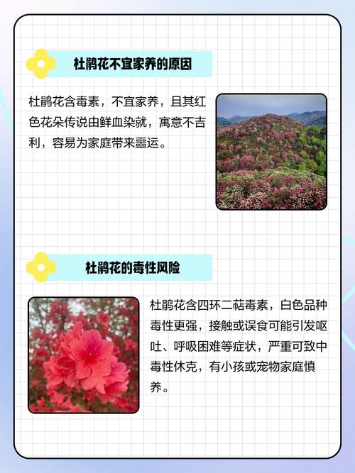 家里为什么不放杜鹃花？家里为什么不放杜鹃花呢？-第2张图片-优品飞百科