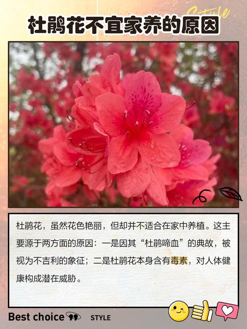 家里为什么不放杜鹃花？家里为什么不放杜鹃花呢？-第4张图片-优品飞百科