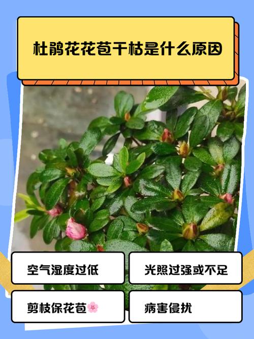 家里为什么不放杜鹃花？家里为什么不放杜鹃花呢？-第5张图片-优品飞百科