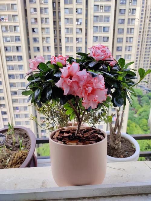 家里为什么不放杜鹃花？家里为什么不放杜鹃花呢？-第6张图片-优品飞百科