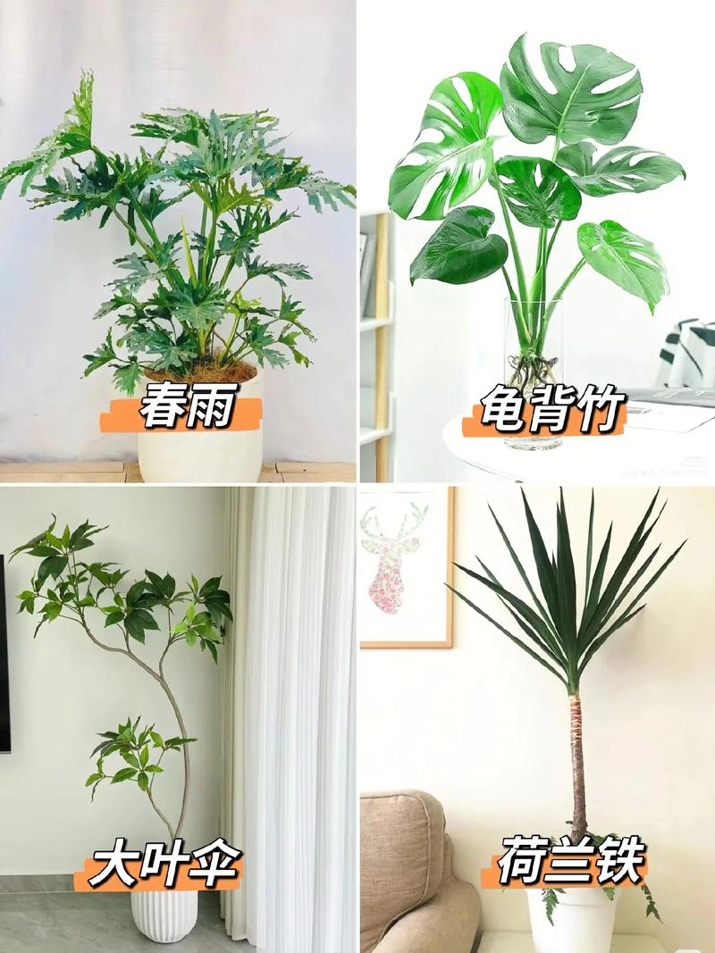 最耐阴的室内植物盆栽,最耐阴的前十室内植物?-第1张图片-优品飞百科 最耐阴的室内植物盆栽,最耐阴的前十室内植物?-第1张图片-优品飞百科