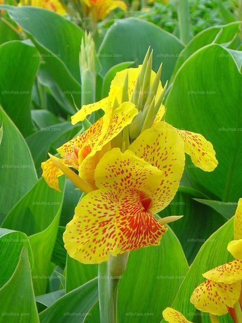 美人蕉什么时候开花，美人蕉什么时候开花哪个季节比较好？-第1张图片-优品飞百科