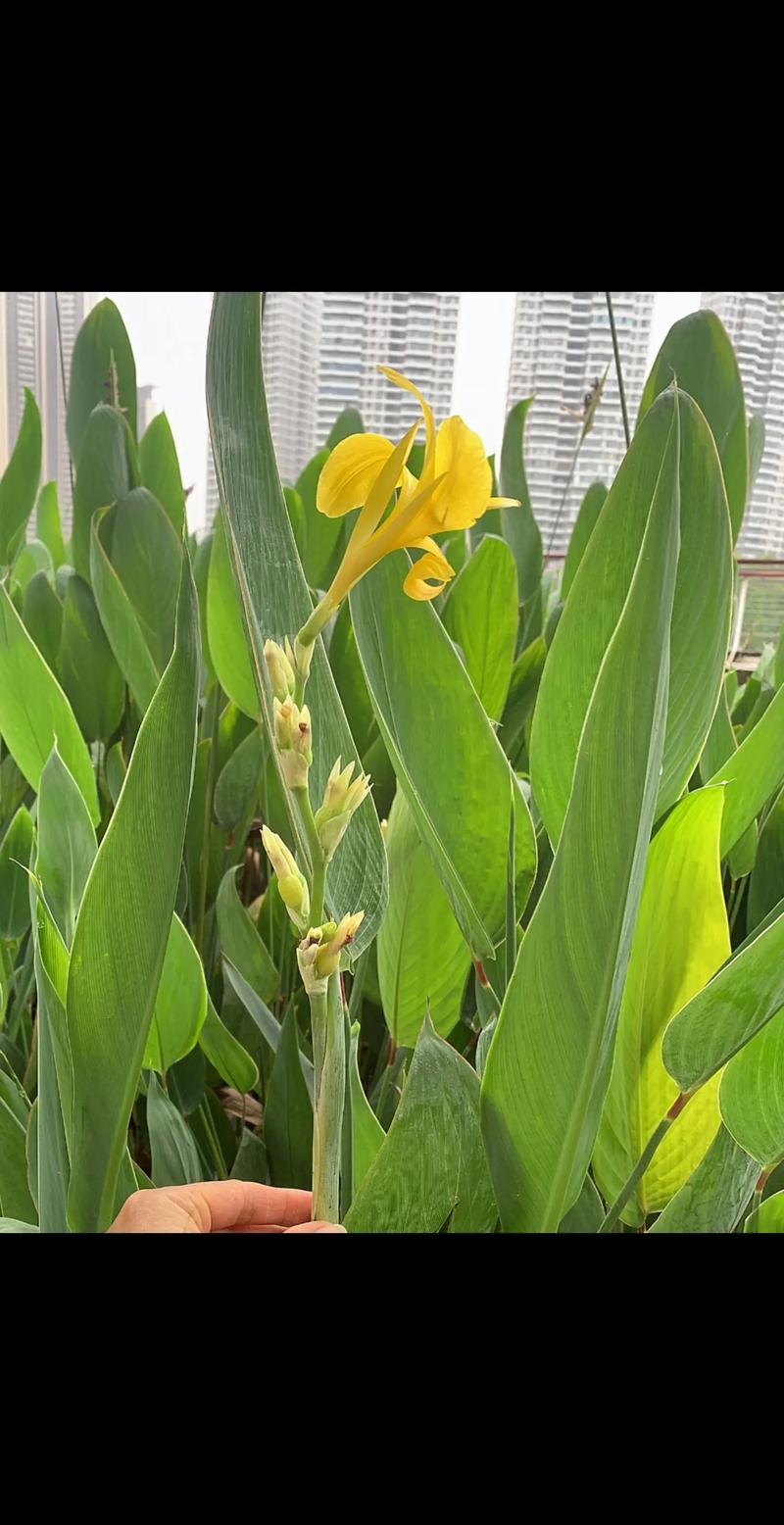 美人蕉什么时候开花，美人蕉什么时候开花哪个季节比较好？-第2张图片-优品飞百科