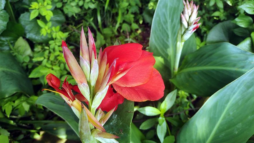 美人蕉什么时候开花，美人蕉什么时候开花哪个季节比较好？-第3张图片-优品飞百科