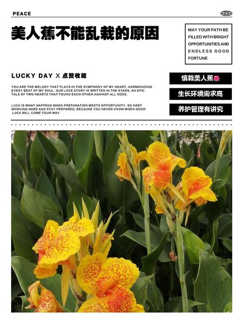 美人蕉什么时候开花，美人蕉什么时候开花哪个季节比较好？-第4张图片-优品飞百科