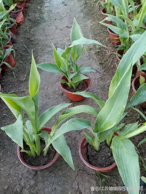 美人蕉什么时候开花，美人蕉什么时候开花哪个季节比较好？-第5张图片-优品飞百科