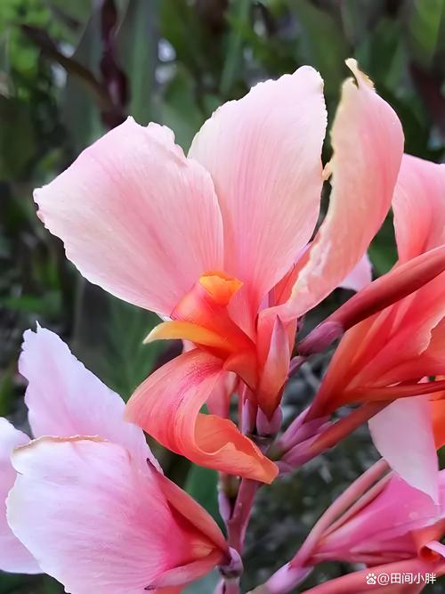 美人蕉什么时候开花，美人蕉什么时候开花哪个季节比较好？-第6张图片-优品飞百科