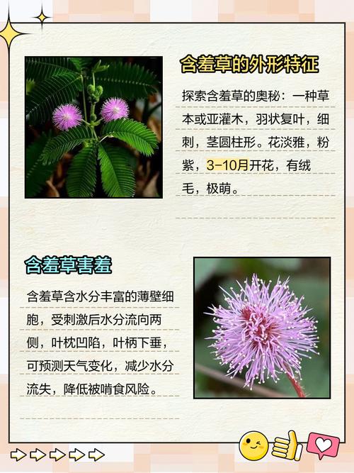 含羞草的特点和秘密介绍,含羞草的特点和用处-第1张图片-优品飞百科 含羞草的特点和秘密介绍,含羞草的特点和用处-第1张图片-优品飞百科