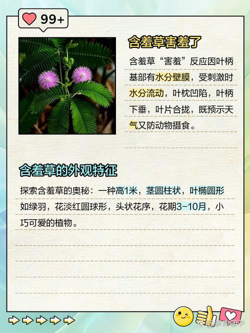 含羞草的特点和秘密介绍,含羞草的特点和用处-第2张图片-优品飞百科 含羞草的特点和秘密介绍,含羞草的特点和用处-第2张图片-优品飞百科