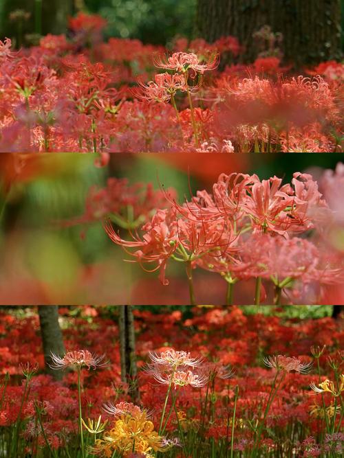 彼岸花喜欢什么环境，彼岸花适合在什么环境生长？彼岸花适合在什么环境下生长？