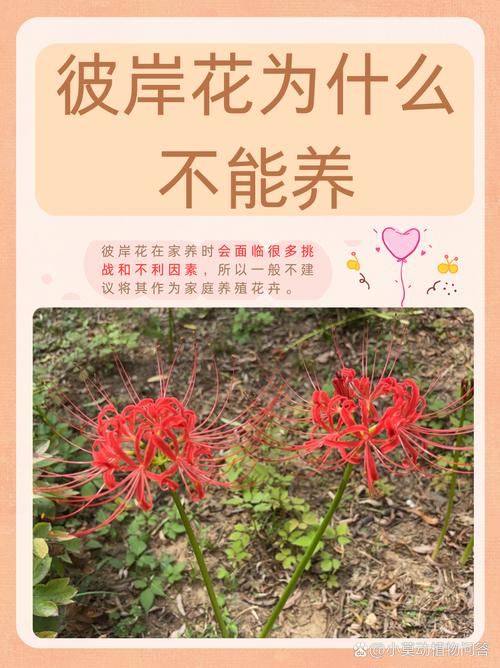 彼岸花喜欢什么环境，彼岸花适合在什么环境生长？彼岸花适合在什么环境下生长？-第2张图片-优品飞百科