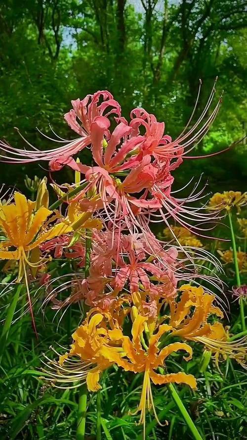 彼岸花喜欢什么环境，彼岸花适合在什么环境生长？彼岸花适合在什么环境下生长？-第3张图片-优品飞百科