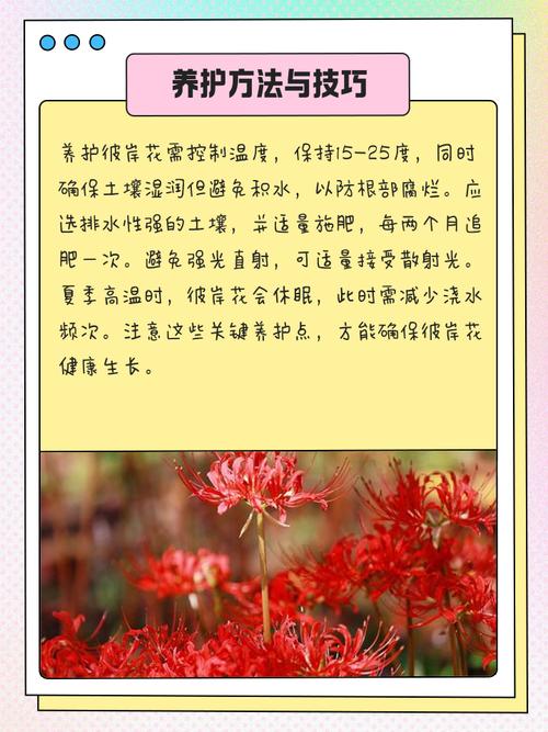 彼岸花喜欢什么环境，彼岸花适合在什么环境生长？彼岸花适合在什么环境下生长？-第4张图片-优品飞百科