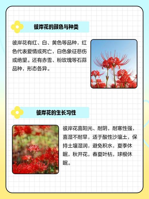 彼岸花喜欢什么环境，彼岸花适合在什么环境生长？彼岸花适合在什么环境下生长？-第5张图片-优品飞百科