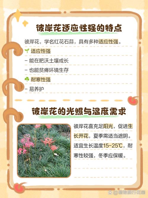 彼岸花喜欢什么环境，彼岸花适合在什么环境生长？彼岸花适合在什么环境下生长？-第7张图片-优品飞百科