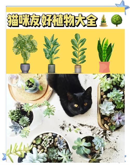 养猫家庭适合养的植物，养猫家庭种什么植物？-第1张图片-优品飞百科