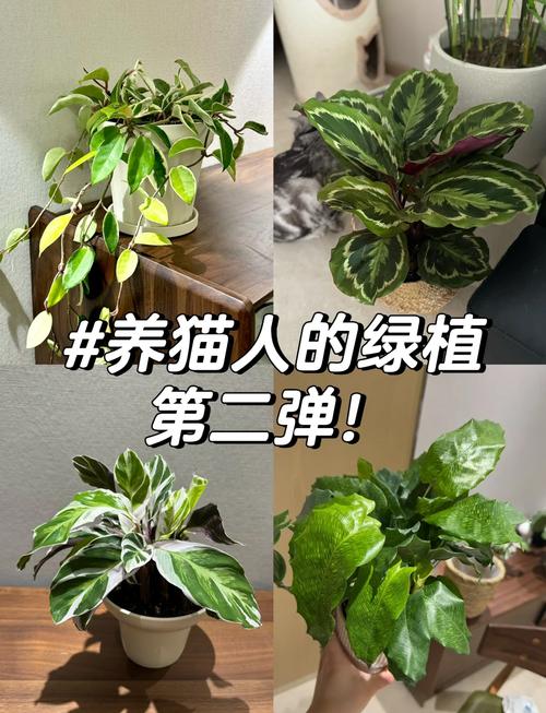 养猫家庭适合养的植物，养猫家庭种什么植物？-第2张图片-优品飞百科