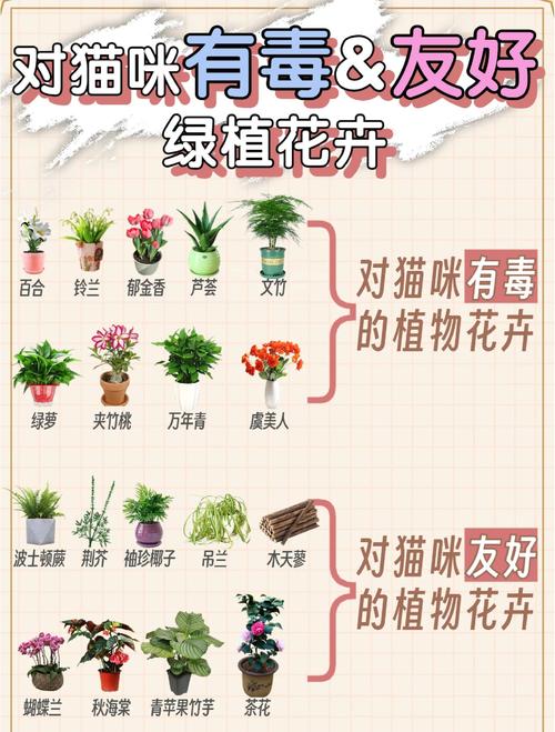 养猫家庭适合养的植物，养猫家庭种什么植物？-第3张图片-优品飞百科