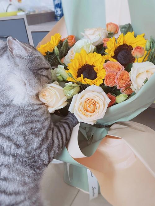 养猫家庭适合养的植物，养猫家庭种什么植物？-第4张图片-优品飞百科