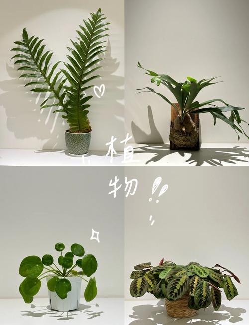 养猫家庭适合养的植物，养猫家庭种什么植物？-第5张图片-优品飞百科