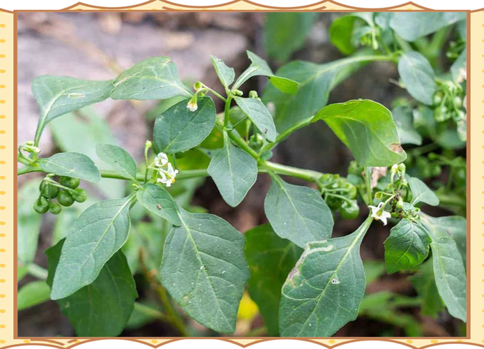 万万没想到！芹菜居然能治那么多病！？芹菜可以治疗什么病？-第2张图片-优品飞百科