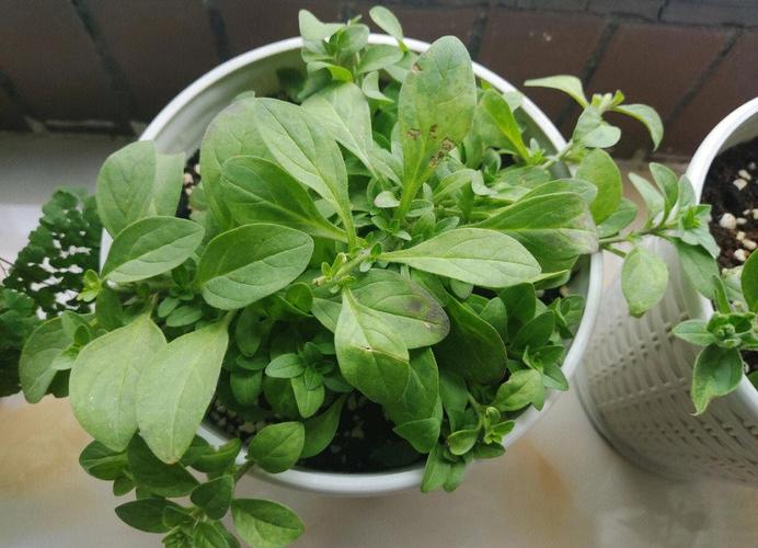 矮牵牛适合在室内养吗？矮牵牛能室内养吗？